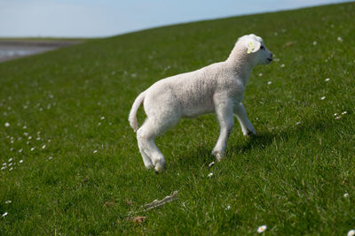 Cute baby lamb running on dyke