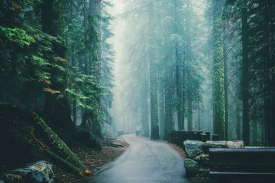 View of narrow road along trees