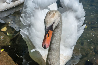 High angle view of swan swimming in lake