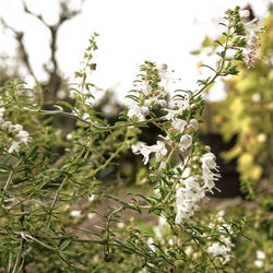 Close-up of white flowering plants