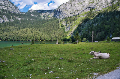 Hintere holzmeister alm at the foot of the dachstein massive