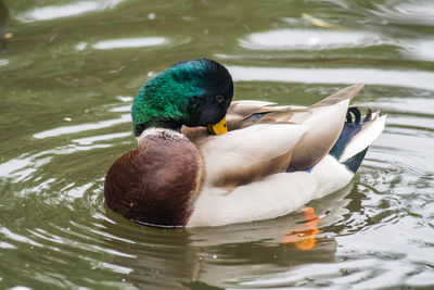 Mallard duck swimming in lake