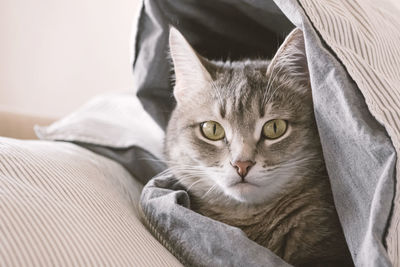 Close-up portrait of a cat