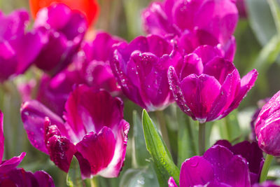 Close-up of wet pink flowering plants