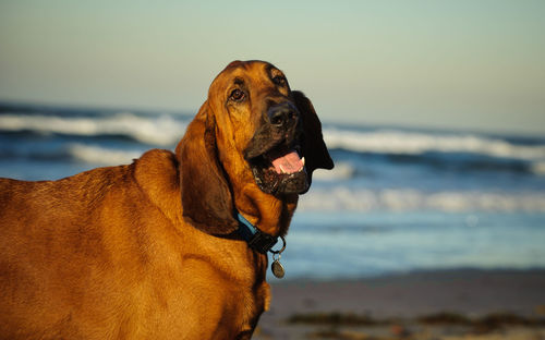 Close-up of bloodhound at beach against sky