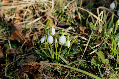 Close-up of white flowers growing in field