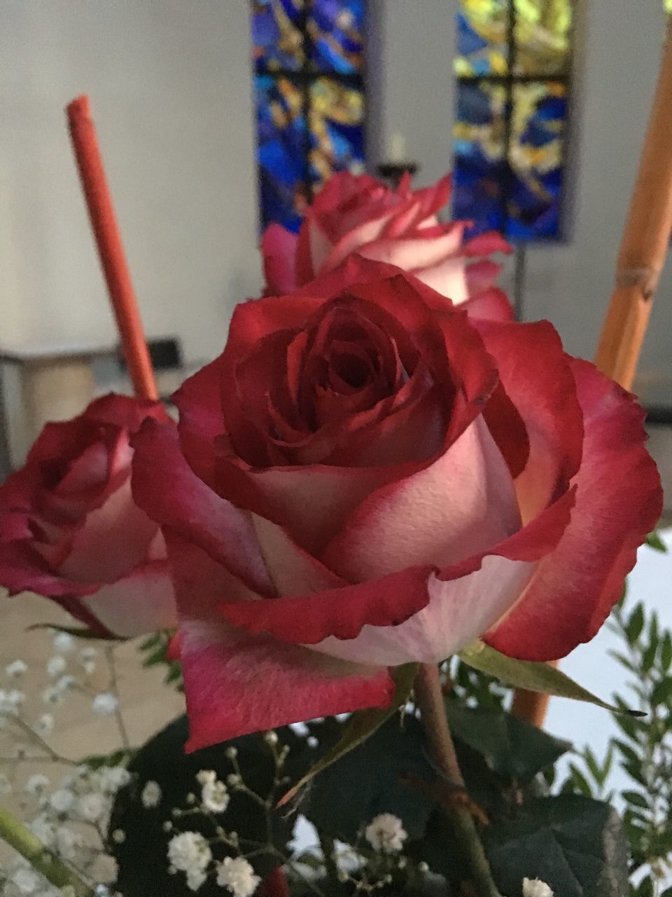 CLOSE-UP OF RED ROSE IN POT