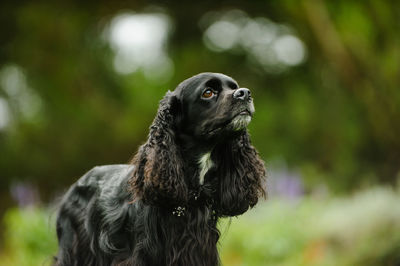 Close-up portrait of dog