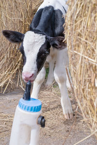 Cow drinking from a horse