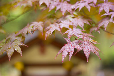Close-up of maple leaves on plant during autumn
