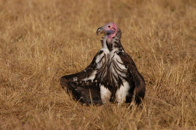 View of a bird on field
