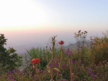 Close-up of purple flowering plants on field against sky during sunset