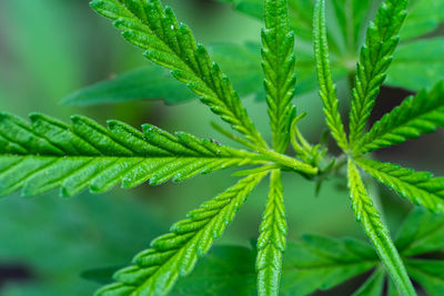 Close-up of fresh green plant