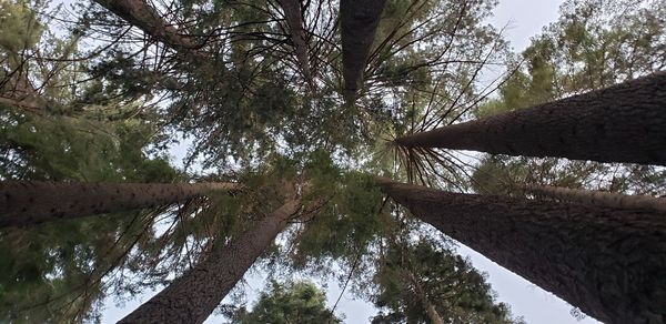 Low angle view of trees against sky