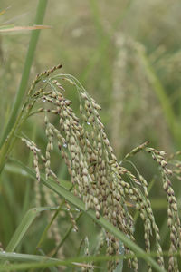 Close-up of crops on field