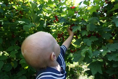 Close-up of baby boy plucking fruits from tree