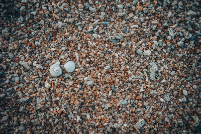 High angle view of shells on beach