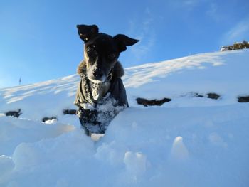 Portrait of dog on snow field against sky