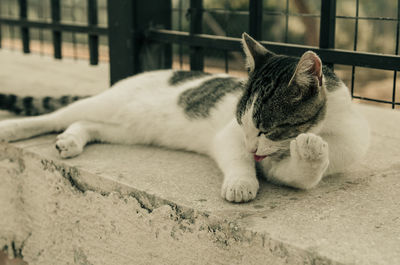 Close-up of cat lying on retaining wall