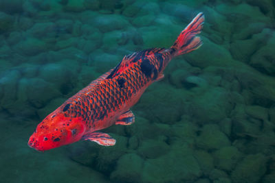 High angle view of koy fish swimming in lake