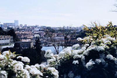Plants growing in city against sky
