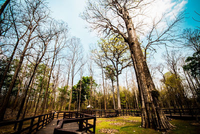 Bare trees in forest against sky