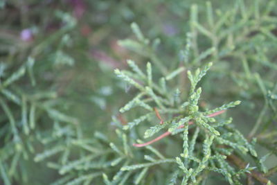 Close-up of plant in winter