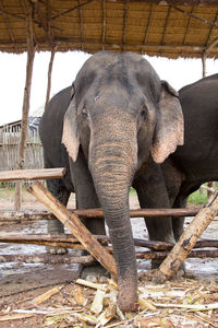 View of elephant in zoo