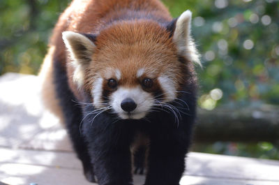 red panda