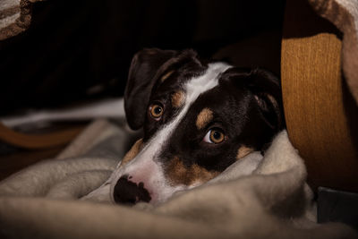 Close-up of dog resting