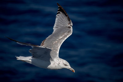 Seagull flying over sea