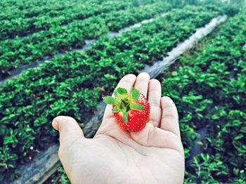 Close-up of hand holding strawberries