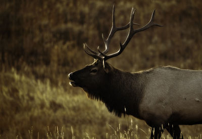 Side view of deer on field