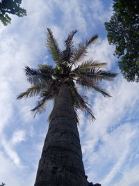 Low angle view of palm tree against sky