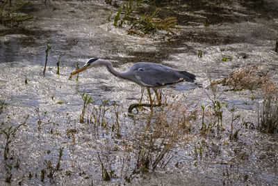High angle view of gray heron perching on water