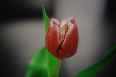 Close-up of red tulip