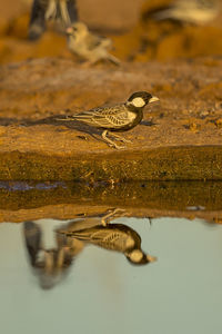 Close-up of bird by lake