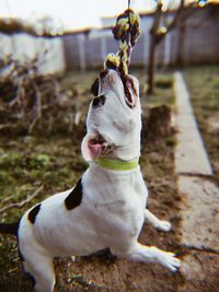 Close-up of a dog looking away