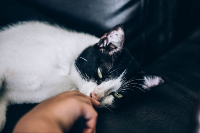 Close-up of hand with kitten