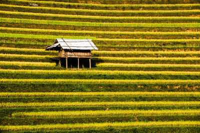 Scenic view of rice field