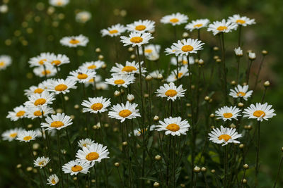 Close-up of daisy flowers on field