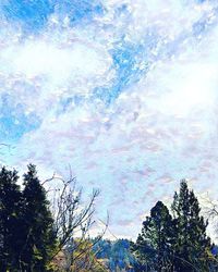 Low angle view of trees against sky