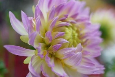 Close-up of purple flower