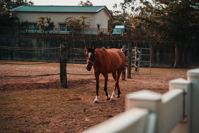 Horse farm