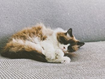 Cat sleeping on sofa at home