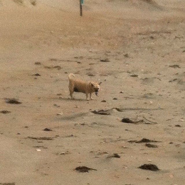 Ocracoke Pony Pasture