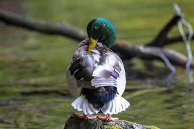 Close-up of mallard bird perching on a tree