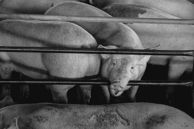 Pigs standing by railing at farm