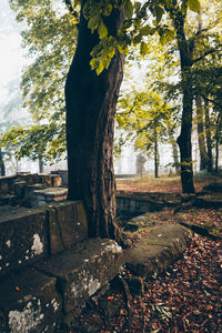 Low angle view of tree trunk