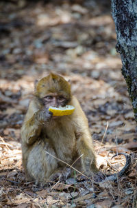 Monkey eating food while sitting in forest